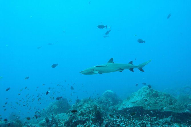 Nusa Penida Two Dives Trip for Certified Divers - What the $132 price really buys you