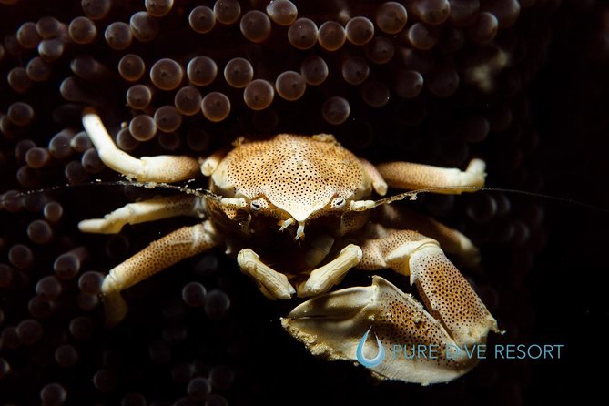 Nusa Penida Two Dives Trip for Certified Divers - Weather, cancellation, and the cost of committing