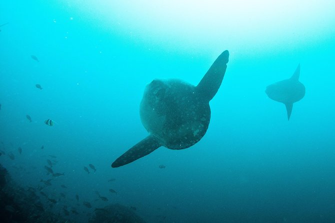 Nusa Penida Two Dives Trip for Certified Divers - Manta Point and the search for rays