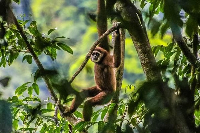 ONE DAY JUNGLE TREKKING 6-7 hours (see orang utan) + RAFTING in BUKIT LAWANG - Key points at a glance