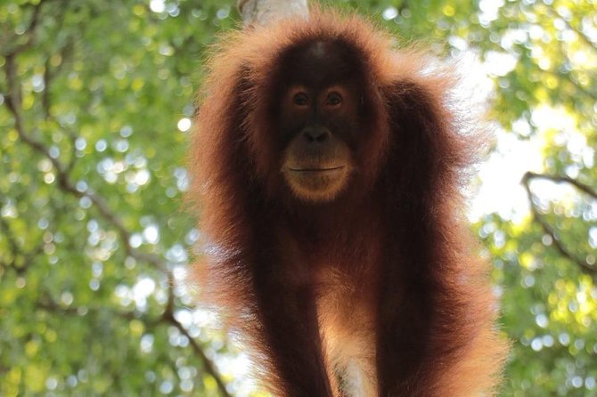 ONE DAY JUNGLE TREKKING 6-7 hours (see orang utan) + RAFTING in BUKIT LAWANG - Why this Bukit Lawang day works well