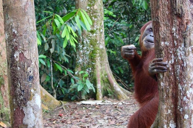 ONE DAY JUNGLE TREKKING 6-7 hours (see orang utan) + RAFTING in BUKIT LAWANG - Traditional rafting and optional river tubing