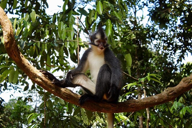ONE DAY JUNGLE TREKKING 6-7 hours (see orang utan) + RAFTING in BUKIT LAWANG - How demanding is the jungle trek?