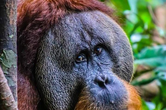 ONE DAY JUNGLE TREKKING 6-7 hours (see orang utan) + RAFTING in BUKIT LAWANG - Starting at 8:30 a.m. in Bukit Lawang