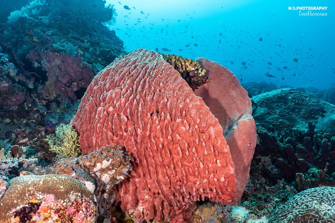 Open Water Course in Pemuteran - Get Certified in Bali - Menjangan Island and the marine park