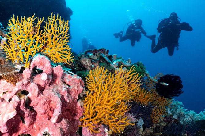 Open Water Course in Pemuteran - Get Certified in Bali - What $379.18 really covers