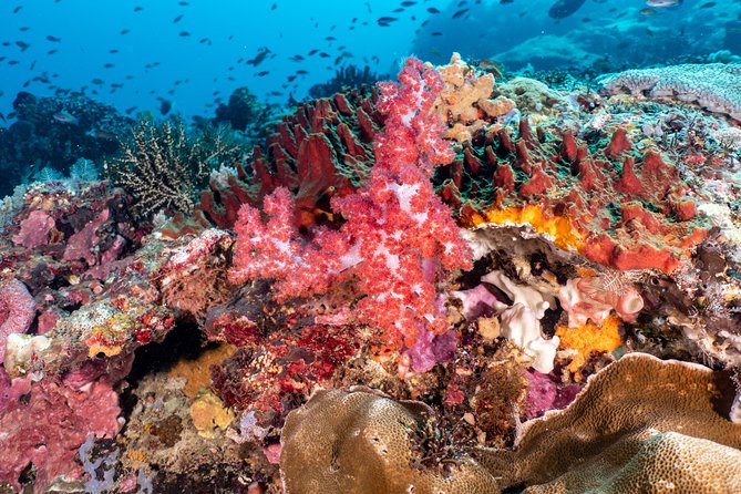 Open Water Course in Pemuteran - Get Certified in Bali - The teaching style and group size