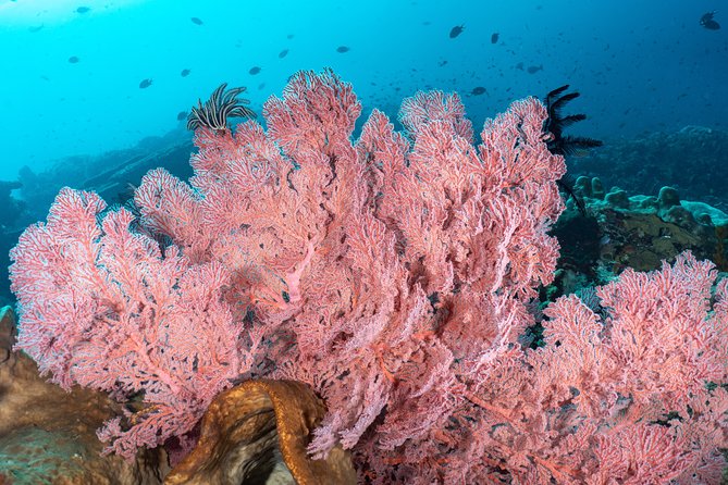 Open Water Course in Pemuteran - Get Certified in Bali - Who should book this SSI course
