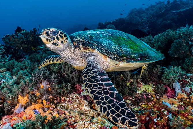 Open Water Course in Pemuteran - Get Certified in Bali - Pemuteran Bay: your first ocean sessions