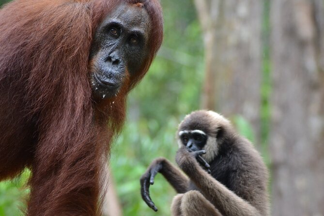 Orangutan Houseboat Kelotok Tanjung Puting 3 Days Share Cost - Key points to know before booking