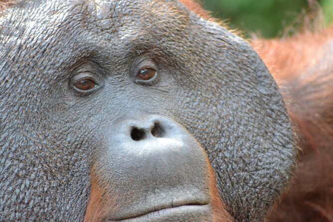Orangutan Houseboat Kelotok Tanjung Puting 3 Days Share Cost - Why this kelotok trip feels different