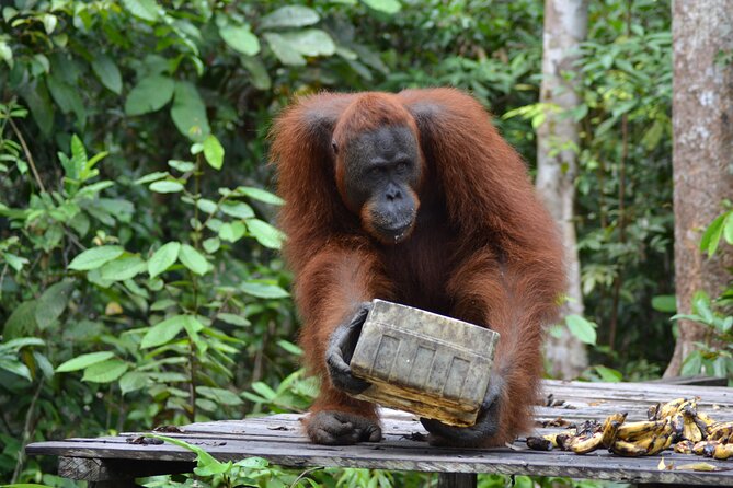 Orangutan Houseboat Kelotok Tanjung Puting 3 Days Share Cost - Who should book this experience?