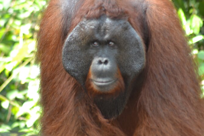 Orangutan Houseboat Kelotok Tanjung Puting 3 Days Share Cost - Day 1: From Pangkalan Bun to Tanjung Harapan