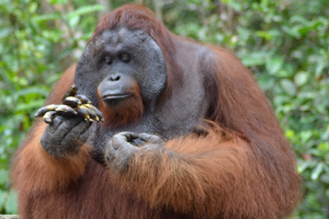 Orangutan Safari Kelotok Houseboat 3 Days 2 Nights Private - Key points before you book