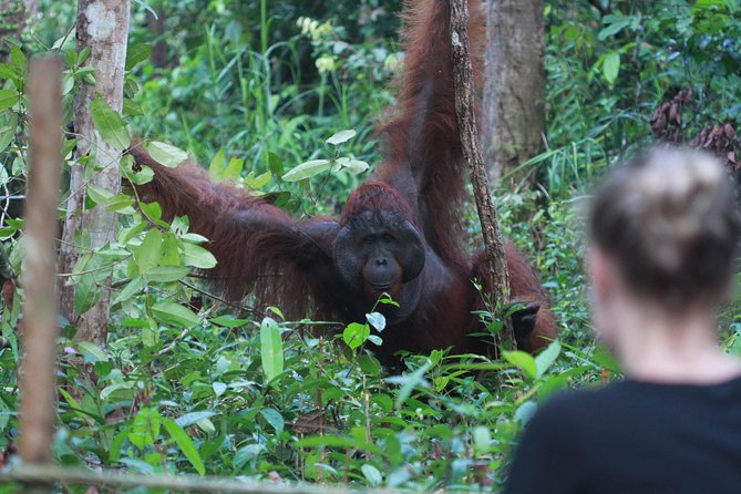 Orangutan Safari Kelotok Houseboat 3 Days 2 Nights Private - Camp Leakey and the search for orangutans