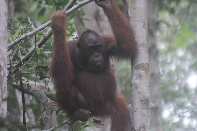 Orangutan Safari Kelotok Houseboat 3 Days 2 Nights Private - Beyond orangutans: monkeys, gibbons, and river wildlife