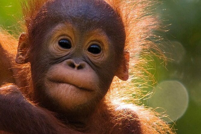 Orangutan Tour Tanjung Puting 2Nights - What Is Included, and What You Still Pay For