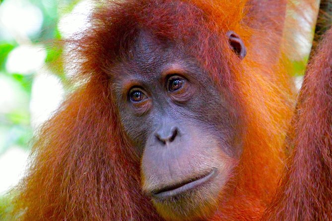 ORANGUTAN TREK (2D/1N) by EcoTravel Bukit Lawang - Why this two-day trek works well