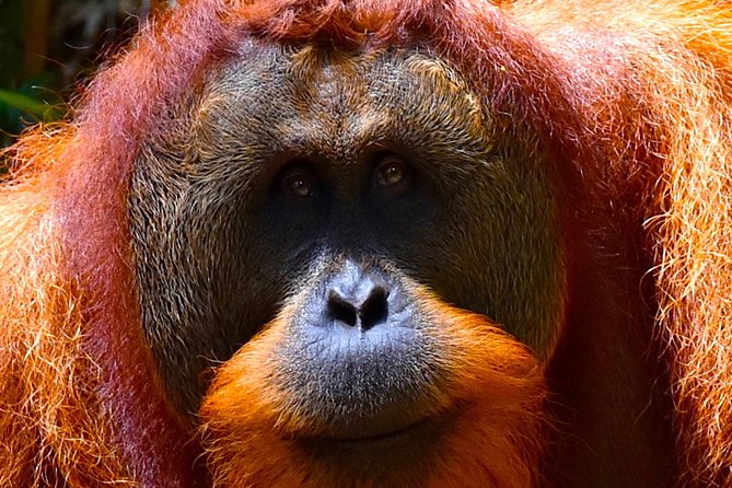 ORANGUTAN TREK (2D/1N) by EcoTravel Bukit Lawang - Day two: waterfall stop and the Bohorok River raft