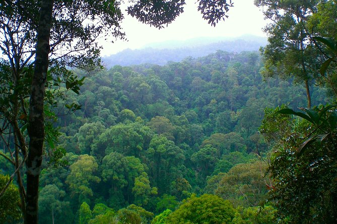 ORANGUTAN TREK (2D/1N) by EcoTravel Bukit Lawang - What the $180 price really covers