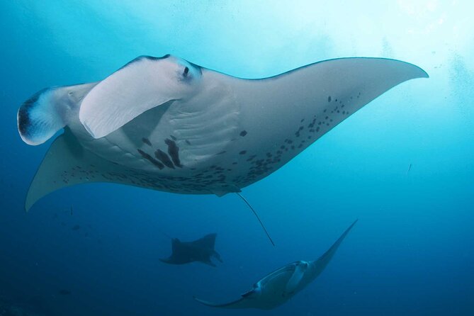 PADI Open water Course in Lembongan - Get certified & dive anywhere in the world - Why the small group and instructor quality matter
