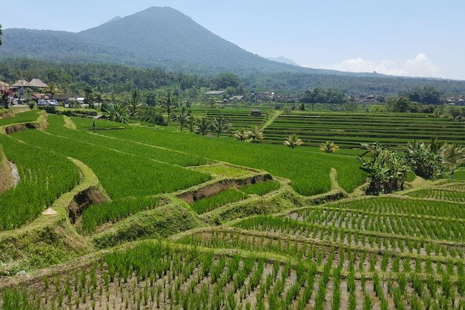 Private 4-Day Tours - Best Bali Tours Package - Best of Bali Highlights - Should you book the Best of Bali Highlights tour?