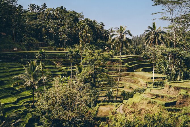 Private Bali Custom Tour – Full Day with English-Speaking Driver - Tegallalang and Mancingan: rice fields with different moods