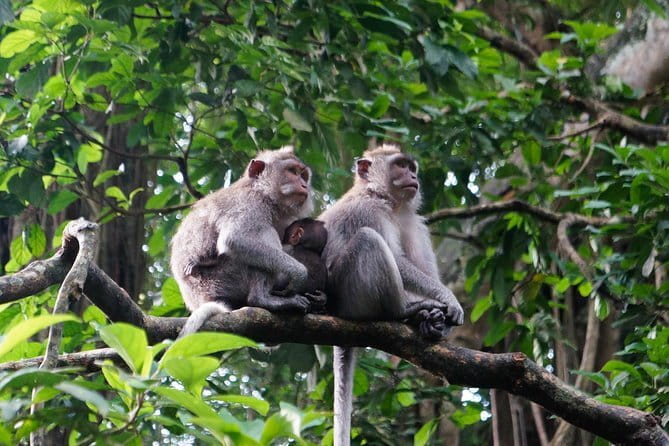 Private Bali Customized Tours - The driver can make or break the day