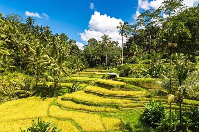 Private Bali Tour - All Inclusive - Picheaven Bali Swing: a polished photo stop