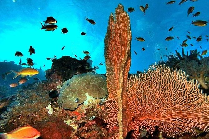 Private boat trip Komodo 2 or more person for 3 days 2 nights, Kelor, Rinca... - Who will get the most from this trip?