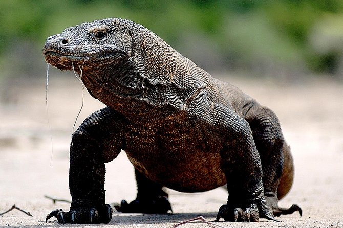 Private boat trip Komodo 2 or more person for 3 days 2 nights, Kelor, Rinca... - Day one: Kelor’s hill, Rinca’s dragons, and Kalong at sunset
