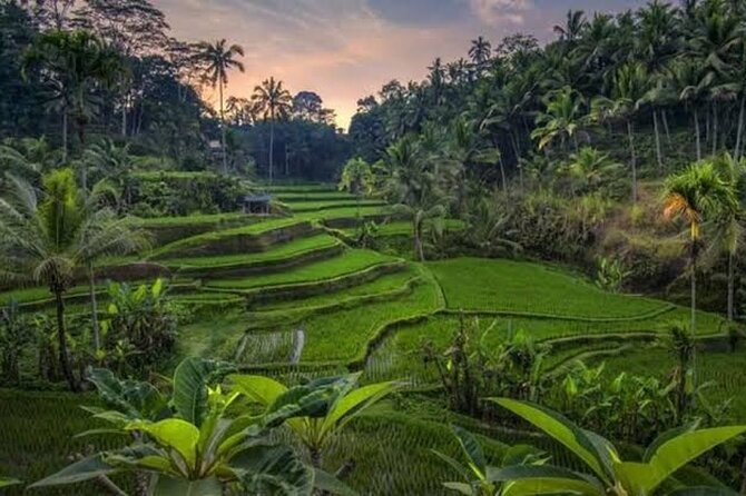 Private Day Tour To Waterfalls And Ubud Sightseeing - Tegallalang Rice Terrace delivers the classic Ubud view