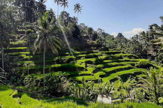 Private Driver in Bali with English Speaking - What the $29 price really gets you