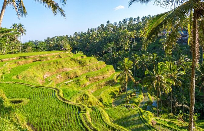 Private Fat Tire E-Bike Tour in Ubud - Key points to know before you book