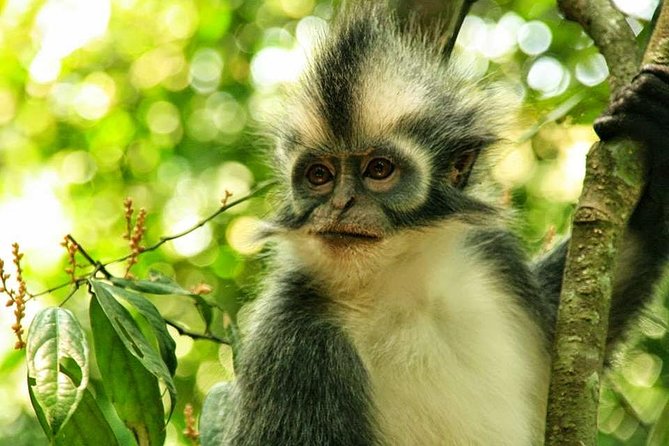 Private Full-Day Bukit Lawang Trekking Tour From Medan - Meeting the Guide at Bukit Lawang