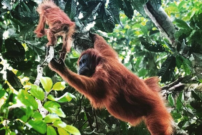 Private Full-Day Bukit Lawang Trekking Tour From Medan - Medicinal Plants and Local Forest Knowledge