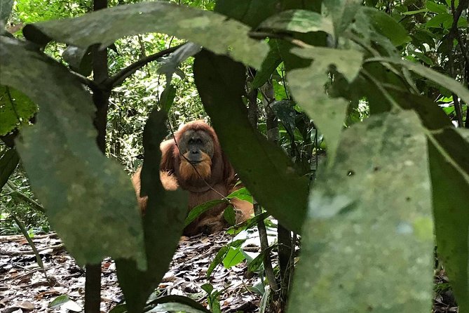 Private Full-Day Bukit Lawang Trekking Tour From Medan - Searching the Forest for Orangutans