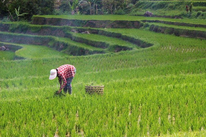 Private Full-Day Handara, Ulun Danu, Jatiluwih and Tanah Lot Tour - The Driver Can Shape the Whole Day