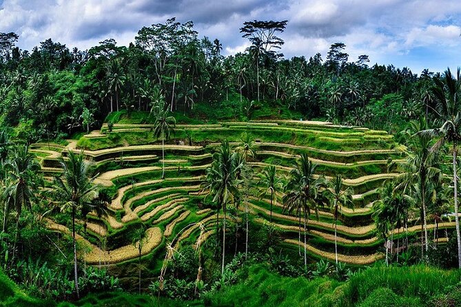 Private Full Day Tour In Ubud Bali - Ubud Art Market and Bali Pulina coffee plantation