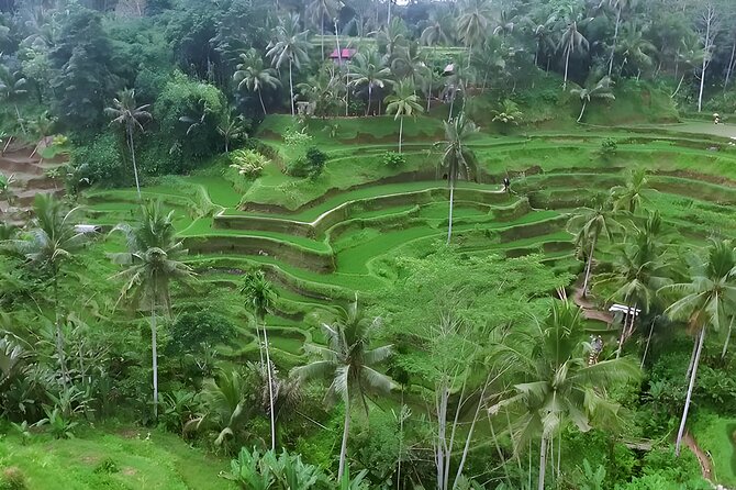 Private Half-Day Tour: The Best Ubud Half Day Trip Packages - Leaving south Bali for Ubud
