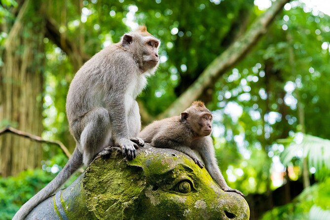 Private Inclusive Tours: 2 Days highlight of Bali - Tegenungan Waterfall brings a change of pace