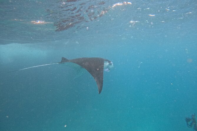 PRIVATE Nusa Penida on Boat Snorkeling & Island Tour (INCLUSIVE) - Snorkeling Penida’s Manta Bay and reef sites