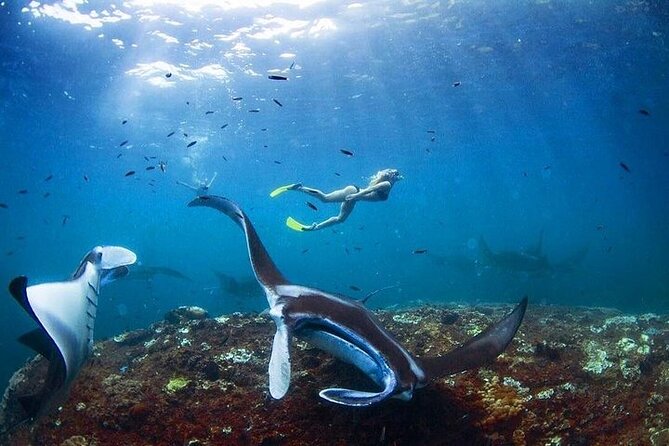 PRIVATE Nusa Penida on Boat Snorkeling & Island Tour (INCLUSIVE) - The early start from Kuta, Seminyak, or Sanur
