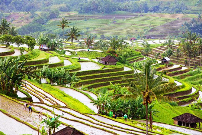 Private Shore Excursion: Customized Best of Bali Tour - Batuan and Tirta Empul show living temple culture