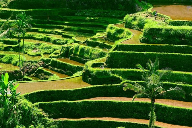 Private Shore Excursion: Customized Best of Bali Tour - Tegalalang Rice Terrace and Tegenungan Waterfall