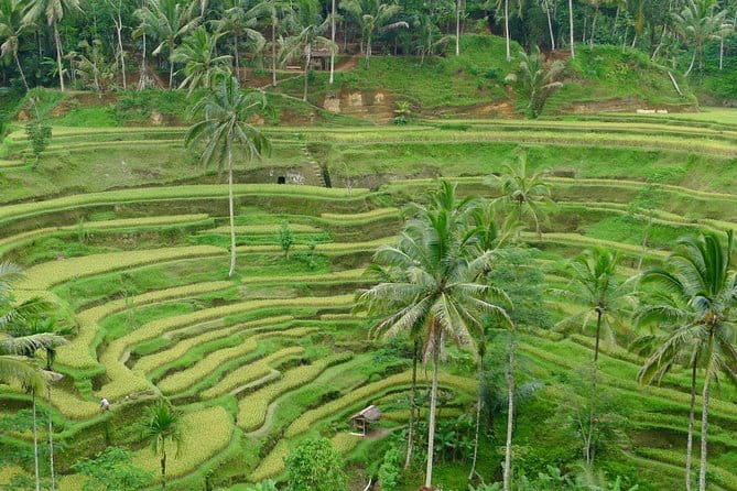 Private Shore Excursion: Highlights of Bali - Tirta Empul Temple in Manukaya