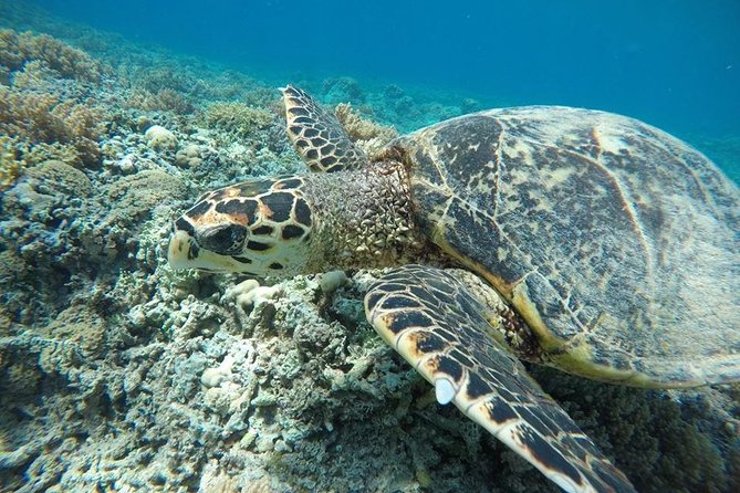 Private Snorkeling Gili Island (Coral, Statue and Turtle) - Boarding at Diversia Dive Shop on Gili Trawangan