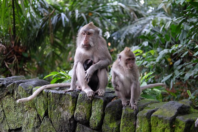 Private Tour: Bali in a Day - Penglipuran Village and the shape of Balinese tradition