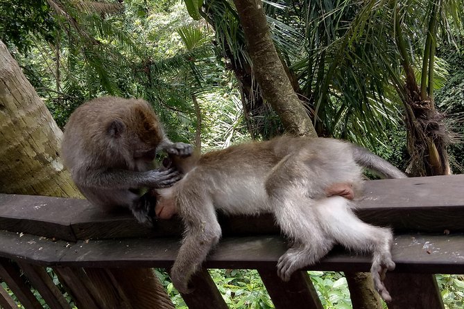 Private Tour to Sumampan Waterfall, Monkey forest, Rice terraces and Swing - Ubud Traditional Art Market: a short shopping stop