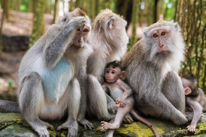 Private Ubud Tour: Monkey Forest, Waterfall & Rice Terrace - The Guide Makes Or Breaks The Day